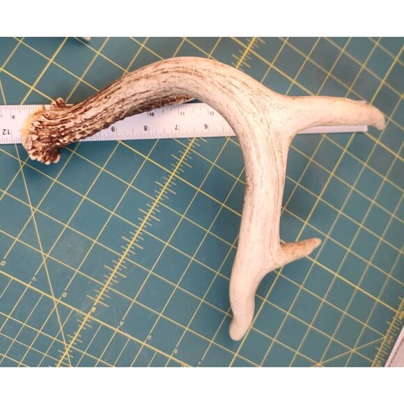 Natural Whitetail Deer Antler Set For Crafts Home Decor & Antler Art 2 Rustic Ca - Picture 8 of 11